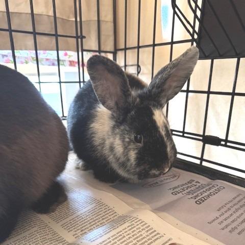 Ace, Adoptable, Young Male American.