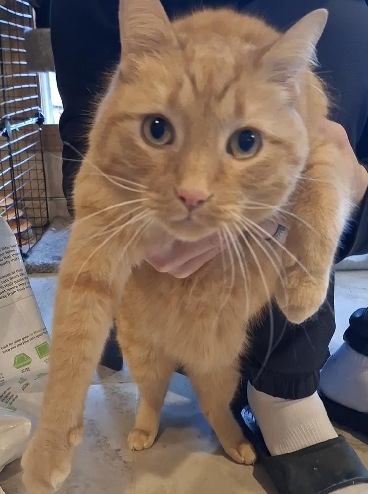 Enlarge Tigger, a Adoptable Domestic Short Hair in Peoria, IL image 1/1