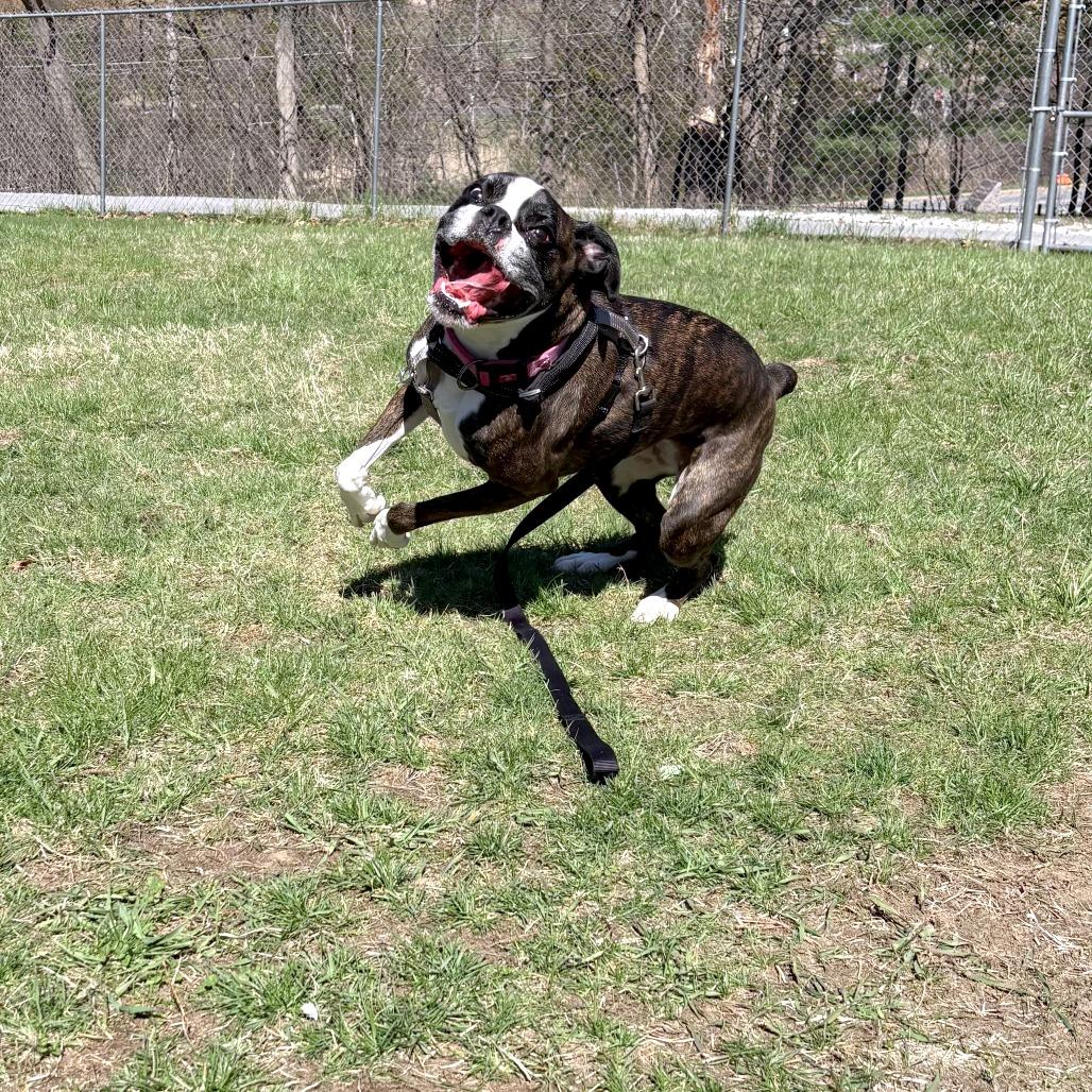 Koozie, Adoptable, Adult Female Boxer.