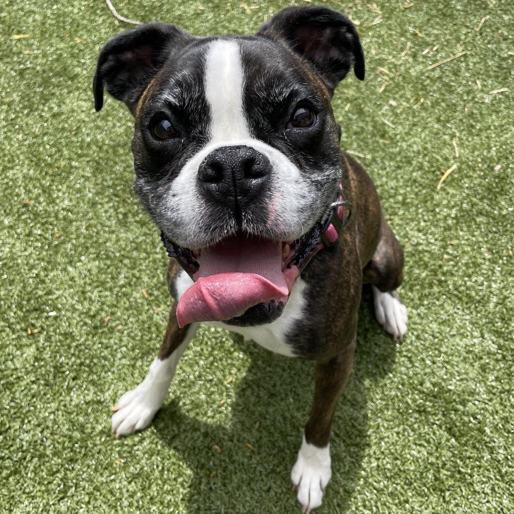 Enlarge Koozie, a Adoptable Boxer in South Burlington, VT image 2/6