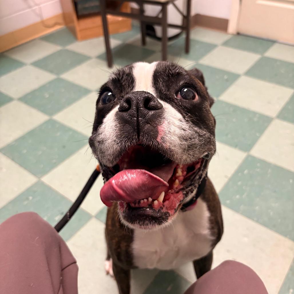 Enlarge Koozie, a Adoptable Boxer in South Burlington, VT image 3/6