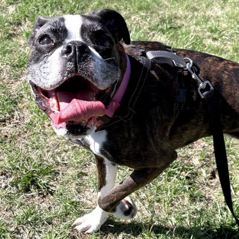 Enlarge Koozie, a Adoptable Boxer in South Burlington, VT image 4/6