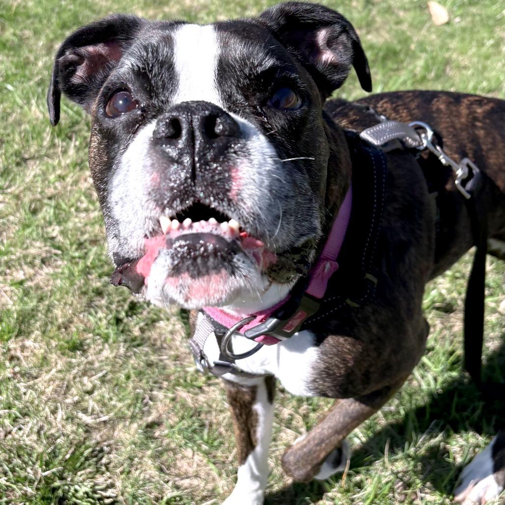 Enlarge Koozie, a Adoptable Boxer in South Burlington, VT image 5/6