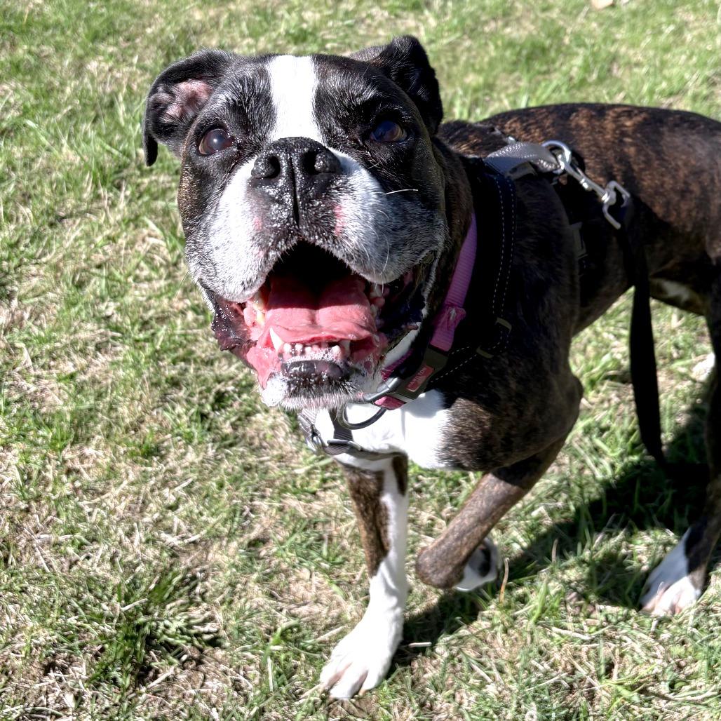 Enlarge Koozie, a Adoptable Boxer in South Burlington, VT image 6/6