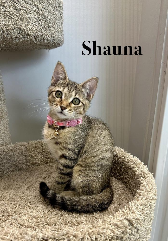 Enlarge Shauna, a Adoptable Domestic Short Hair in Wellington, FL image 2/3