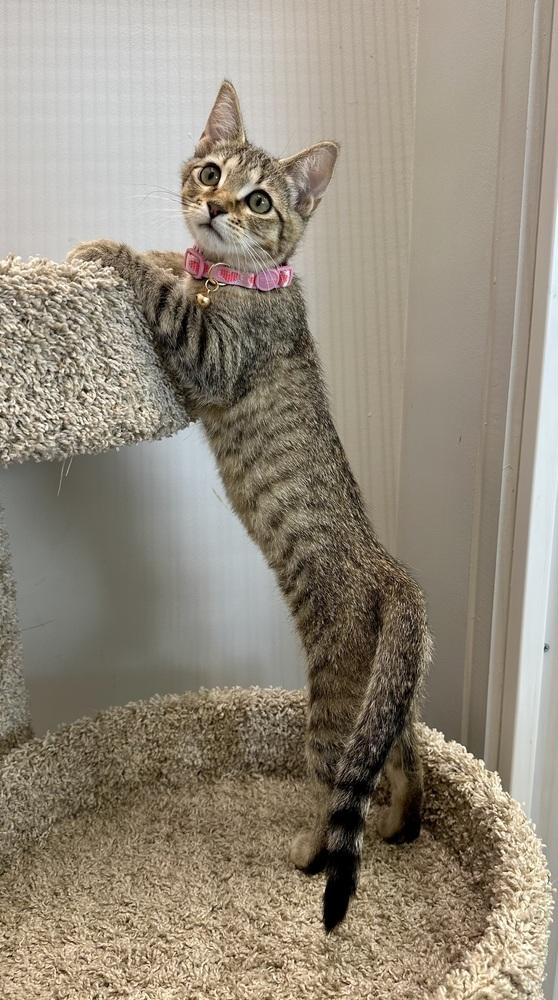 Enlarge Shauna, a Adoptable Domestic Short Hair in Wellington, FL image 3/3