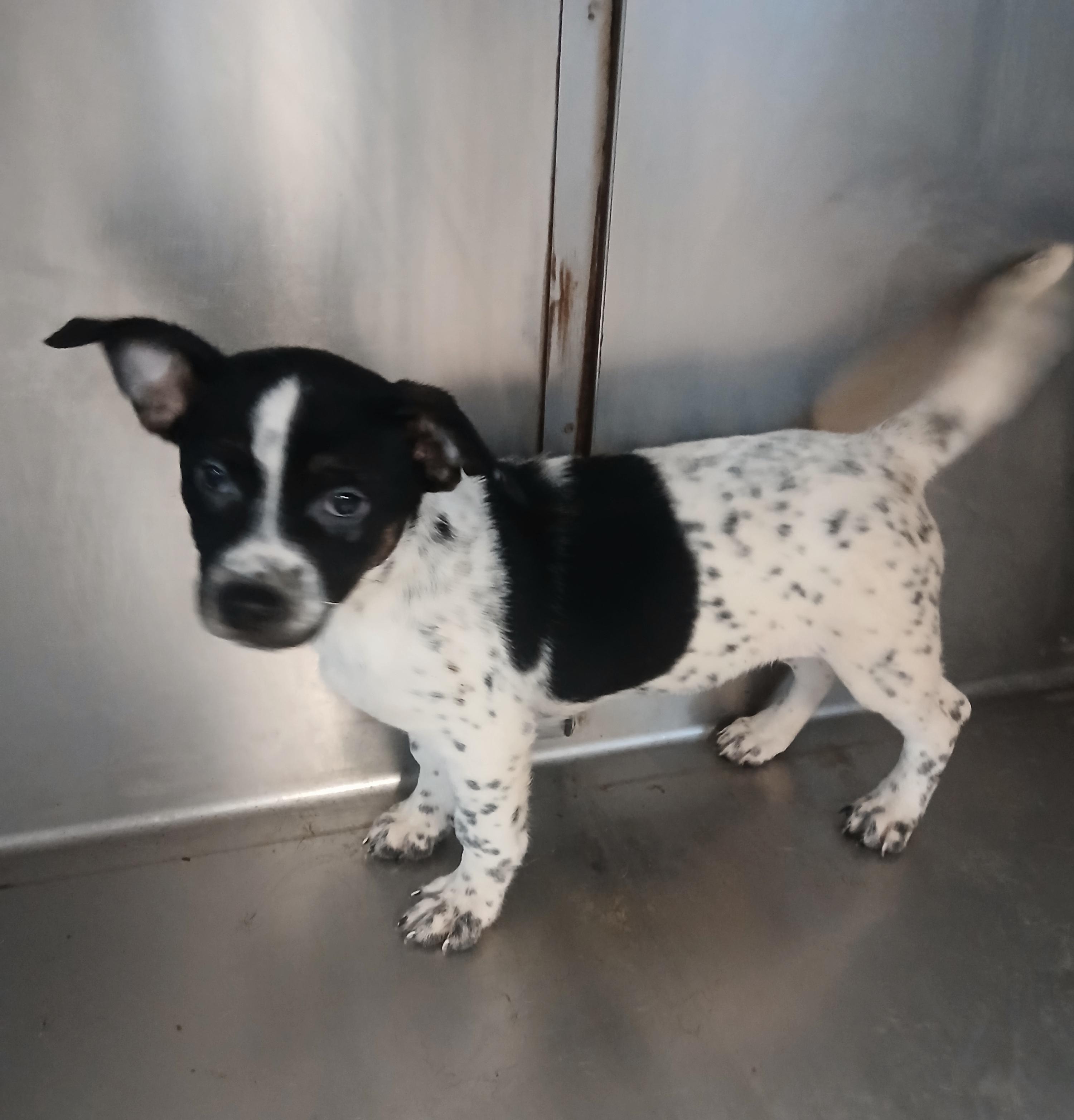Corgi mix puppy