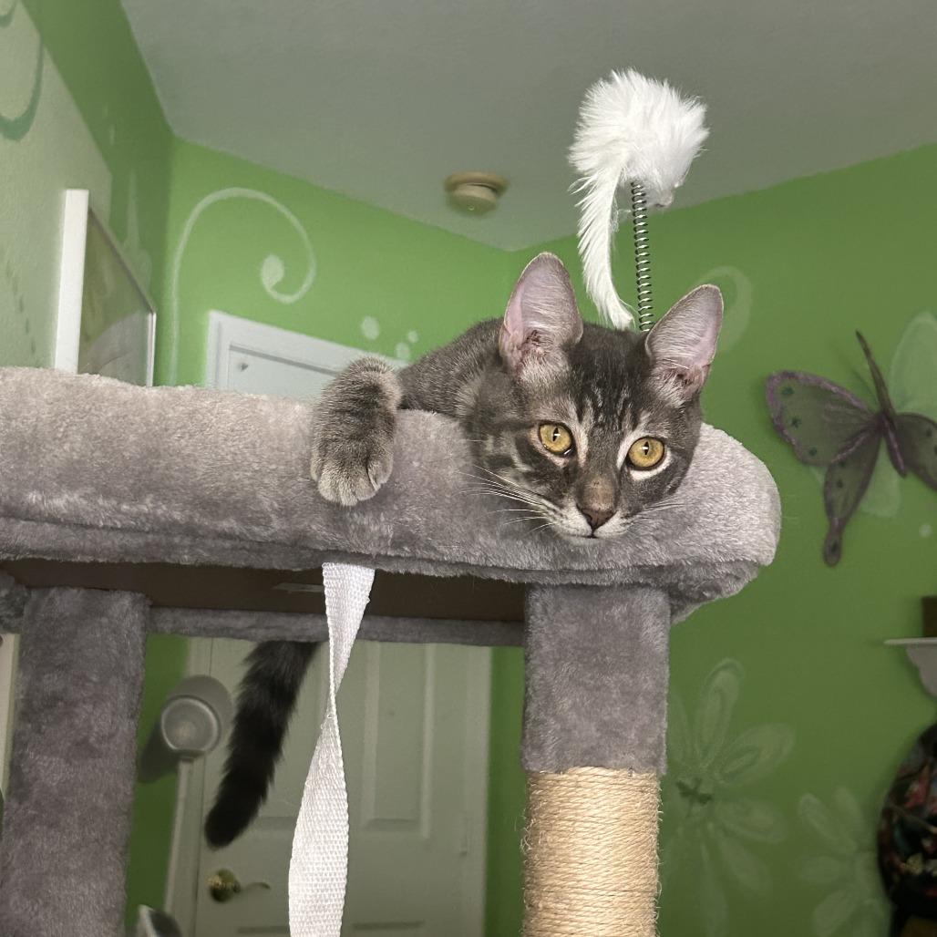 Limoncello, Adoptable, Young Male Domestic Short Hair.
