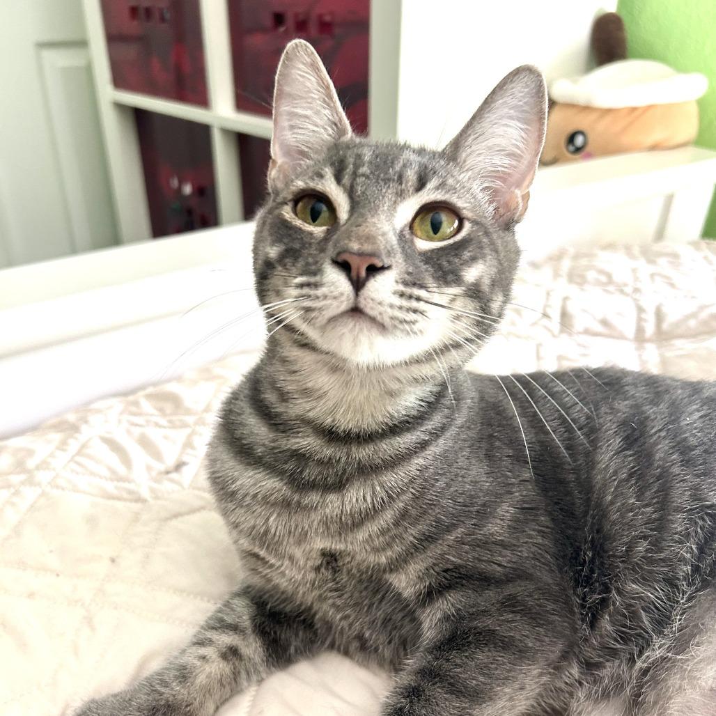 Enlarge Limoncello, a Adoptable Domestic Short Hair in Fort Lauderdale, FL image 2/4