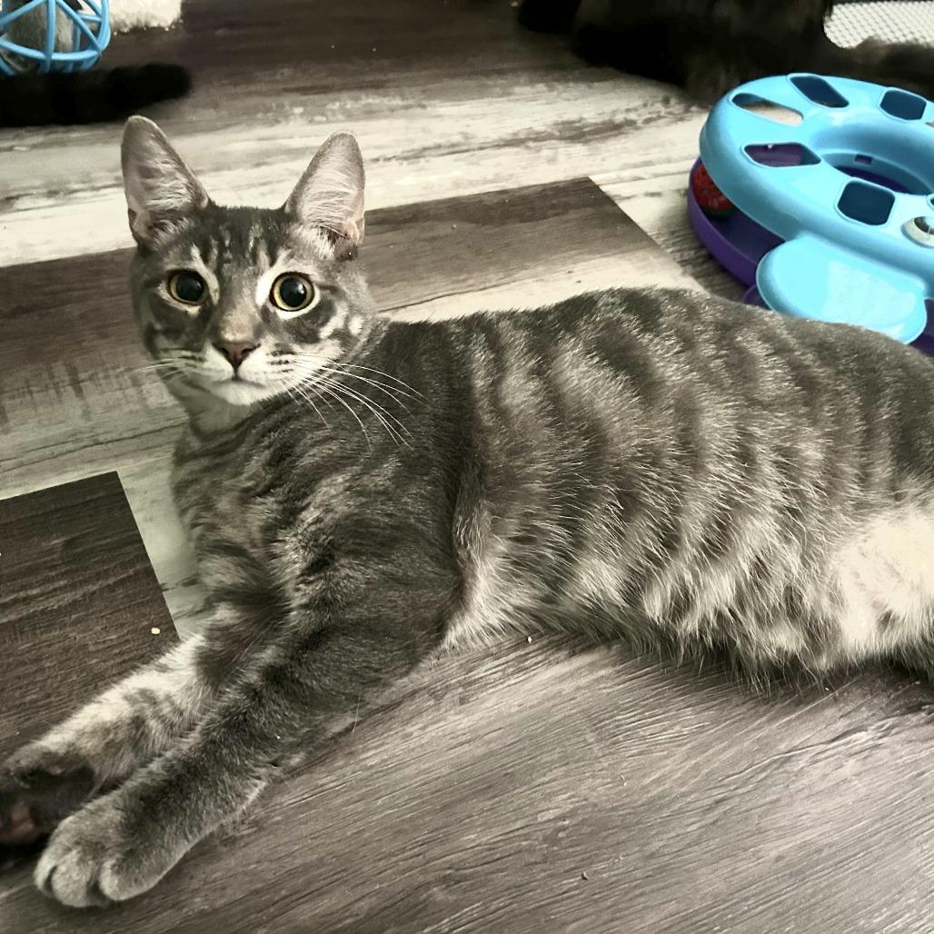 Enlarge Limoncello, a Adoptable Domestic Short Hair in Fort Lauderdale, FL image 3/4