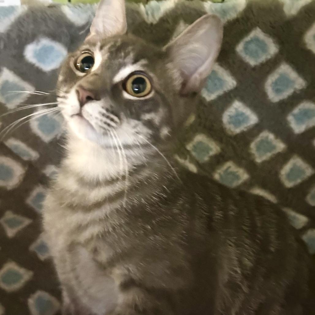 Enlarge Limoncello, a Adoptable Domestic Short Hair in Fort Lauderdale, FL image 4/4