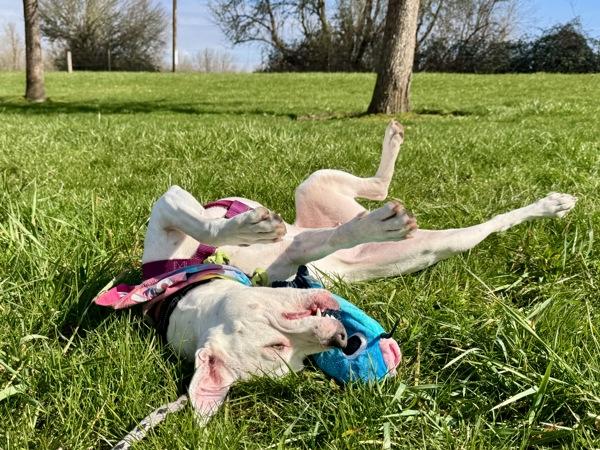 Enlarge Bubblegum, a Adoptable mixed breed in Portland, OR image 1/6