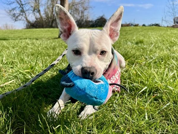 Enlarge Bubblegum, a Adoptable mixed breed in Portland, OR image 2/6