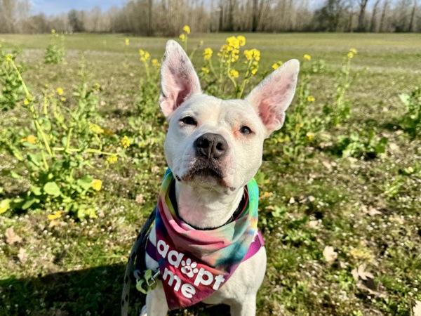 Enlarge Bubblegum, a Adoptable mixed breed in Portland, OR image 5/6