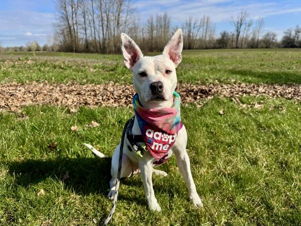 Enlarge Bubblegum, a Adoptable mixed breed in Portland, OR image 6/6