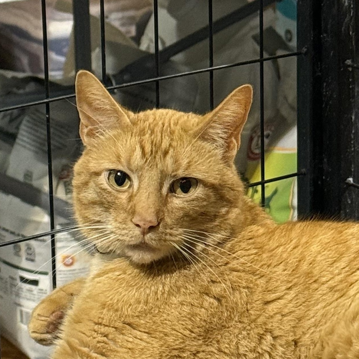 Enlarge JONESY, a ADOPTABLE Tabby in Lake Ozark, MO image 2/2