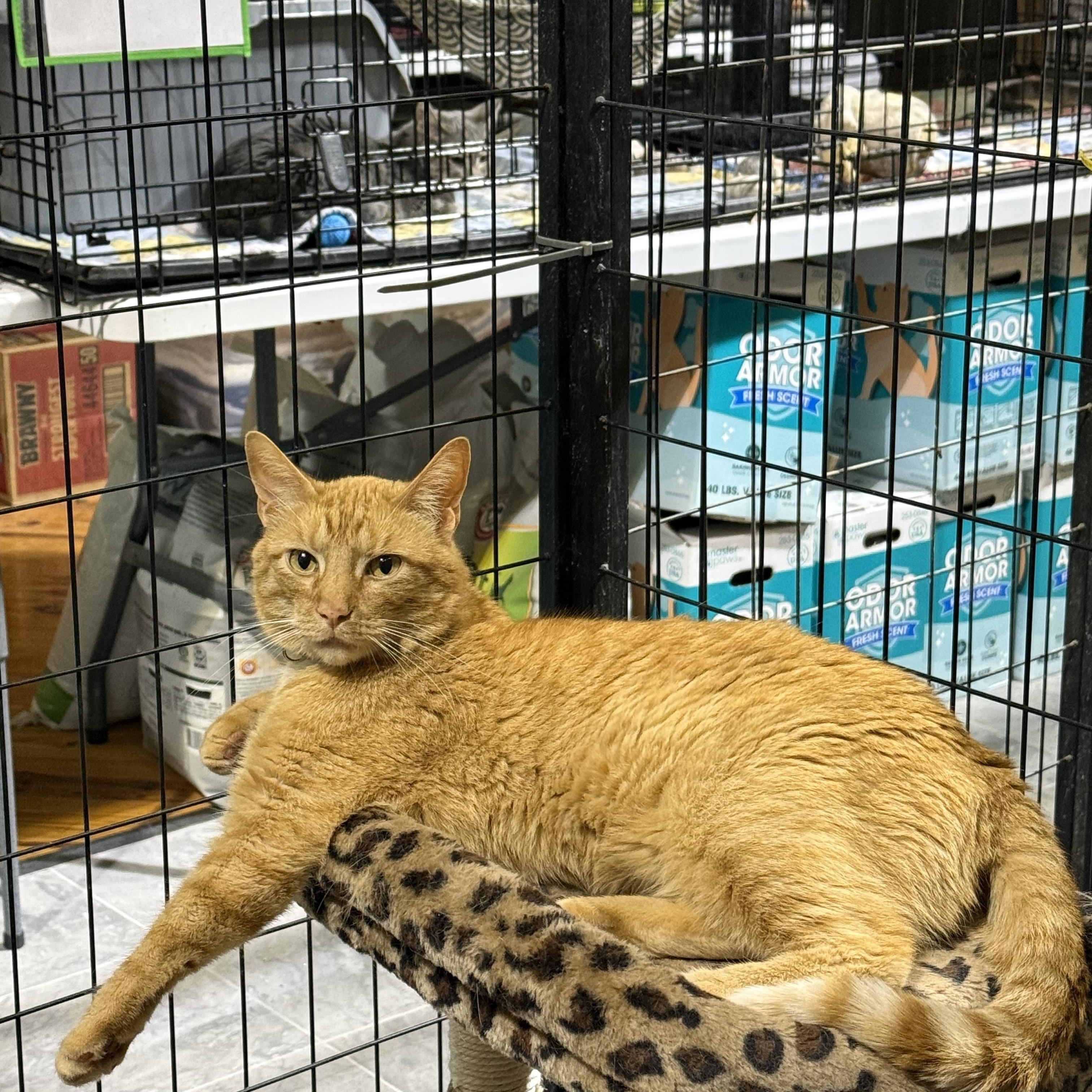 Enlarge JONESY, a ADOPTABLE Tabby in Lake Ozark, MO image 1/2