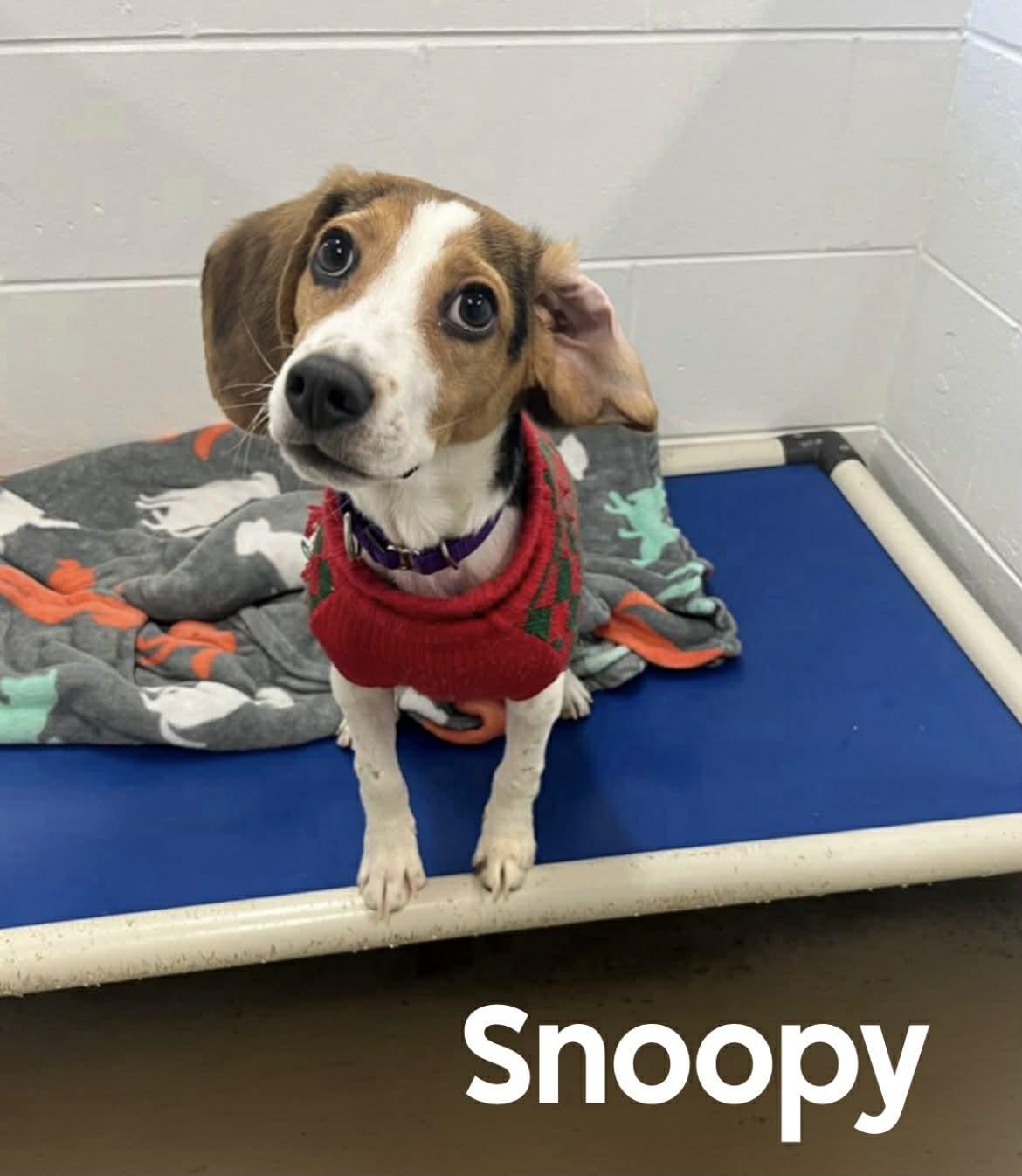 Snoopy, ADOPTABLE, Puppy Male Beagle.