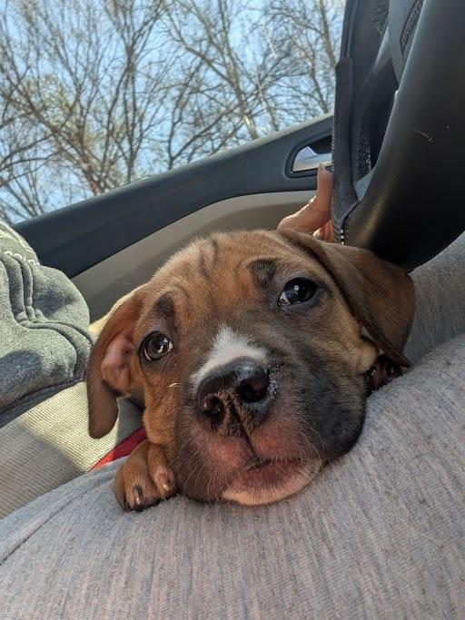 Enlarge Clara, a Adoptable Cane Corso in Oswego, IL image 1/5