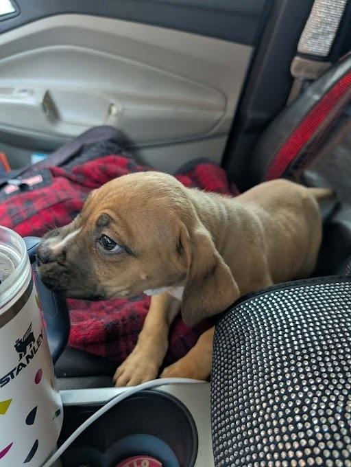 Enlarge Clara, a Adoptable Cane Corso in Oswego, IL image 2/5