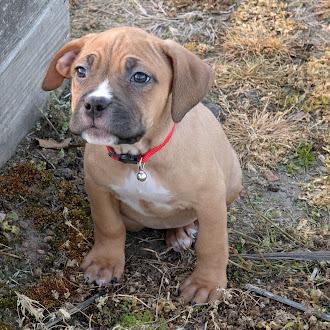 Enlarge Clara, a Adoptable Cane Corso in Oswego, IL image 3/5