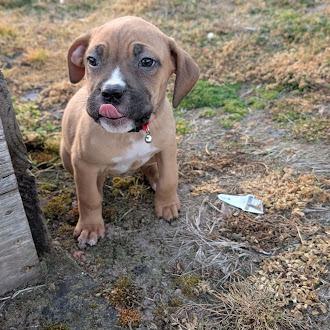 Enlarge Clara, a Adoptable Cane Corso in Oswego, IL image 4/5