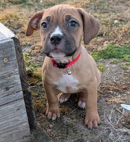 Enlarge Clara, a Adoptable Cane Corso in Oswego, IL image 5/5