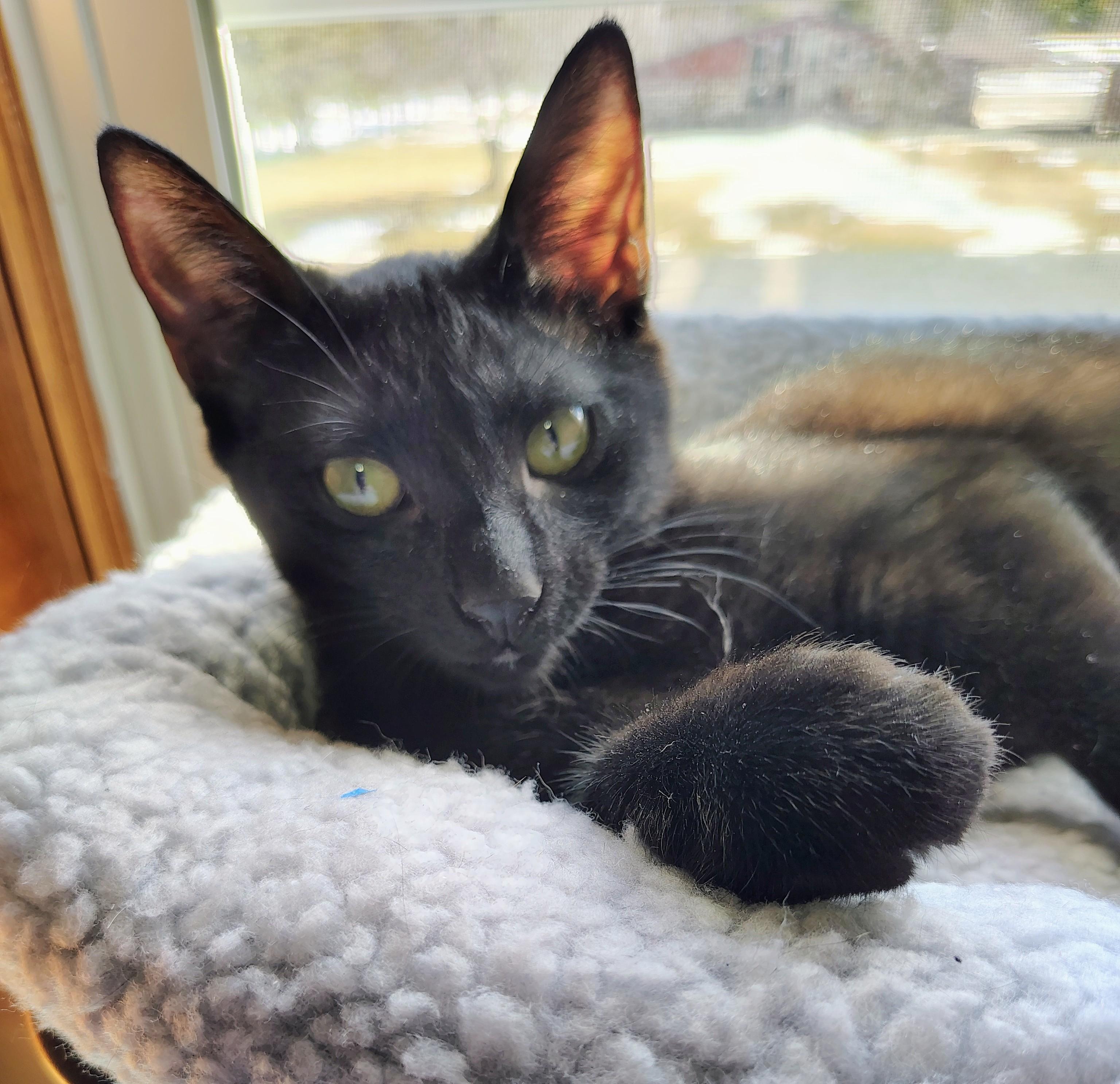 Angel, Adopted, Young Female Domestic Short Hair.