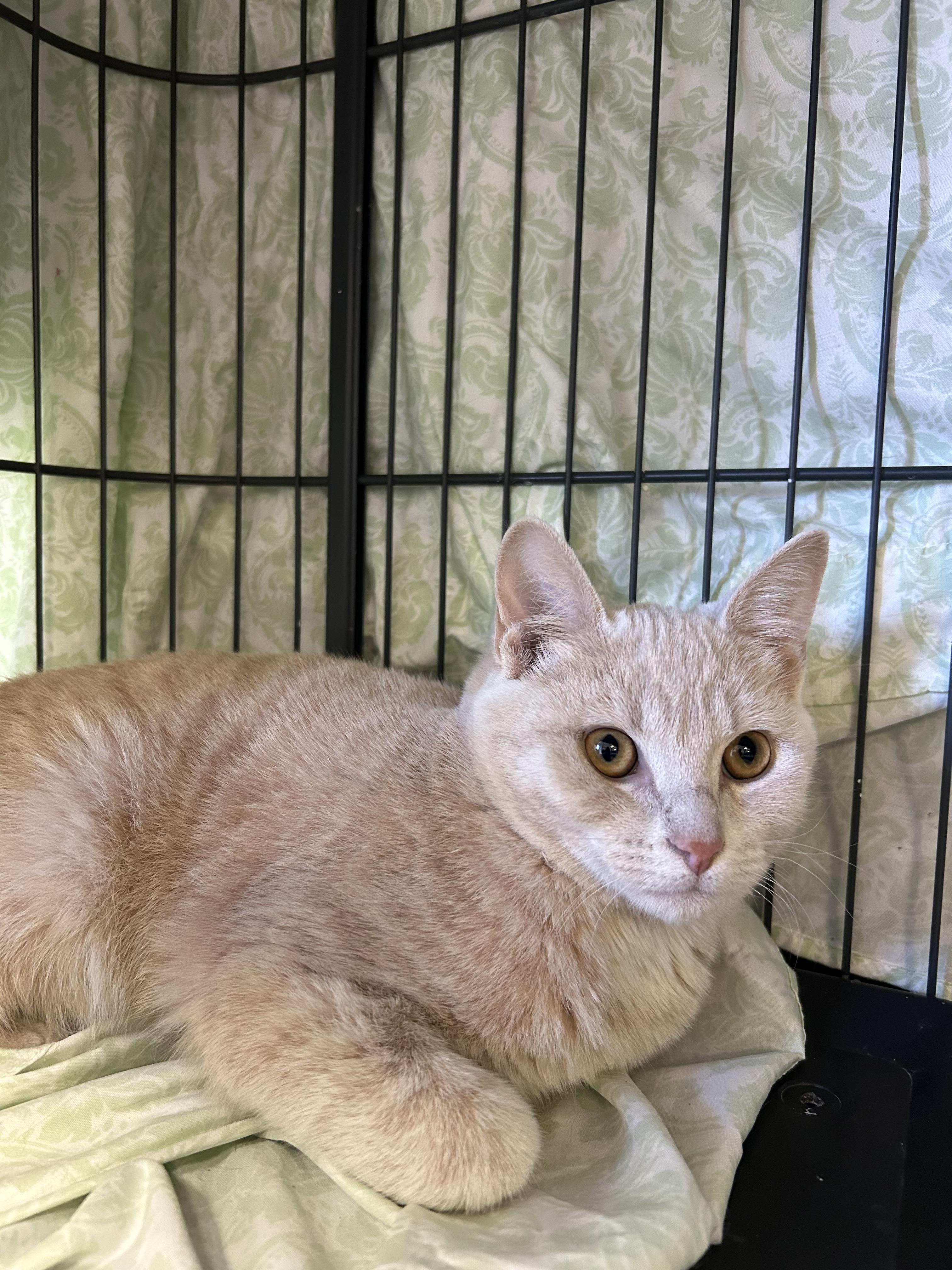 Enlarge Holly, an adoptable Domestic Short Hair in Saint Charles, MO image 1/1