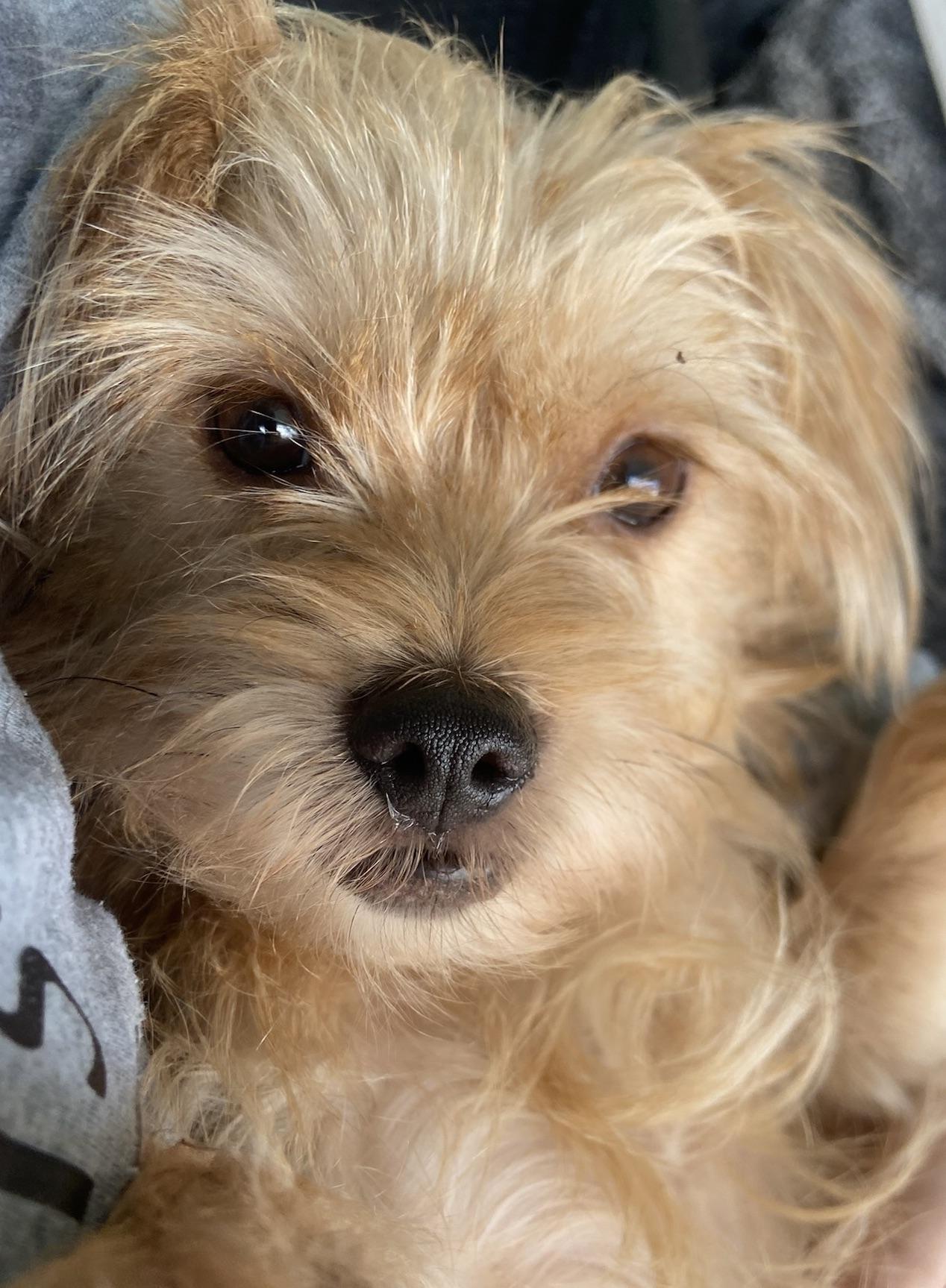 Enlarge LOOK AT ME! I AM ADORABLE!, a ADOPTABLE Terrier in Fort Myers Beach, FL image 1/4