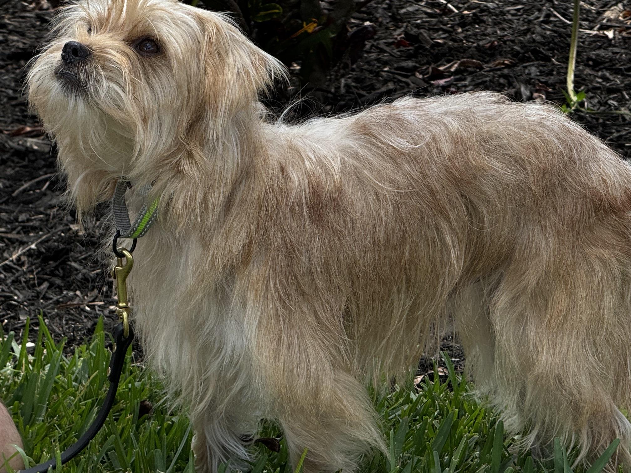 Adorable Little Guy, ADOPTABLE, Young Male Yorkshire Terrier & Terrier.