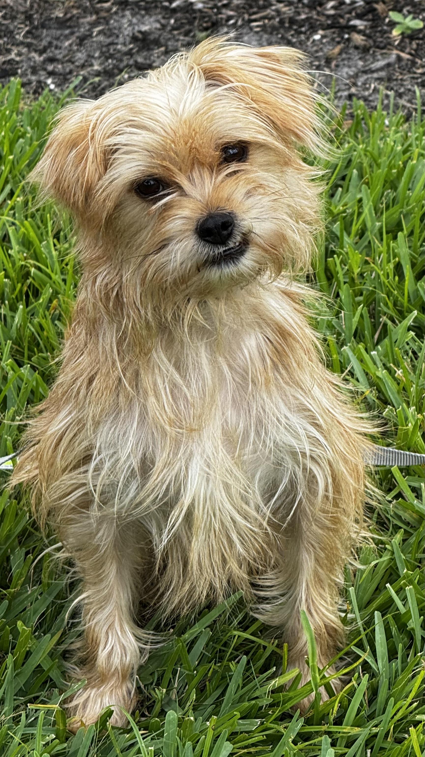 LOOK AT ME! I AM ADORABLE!, ADOPTABLE, Young Male Terrier.