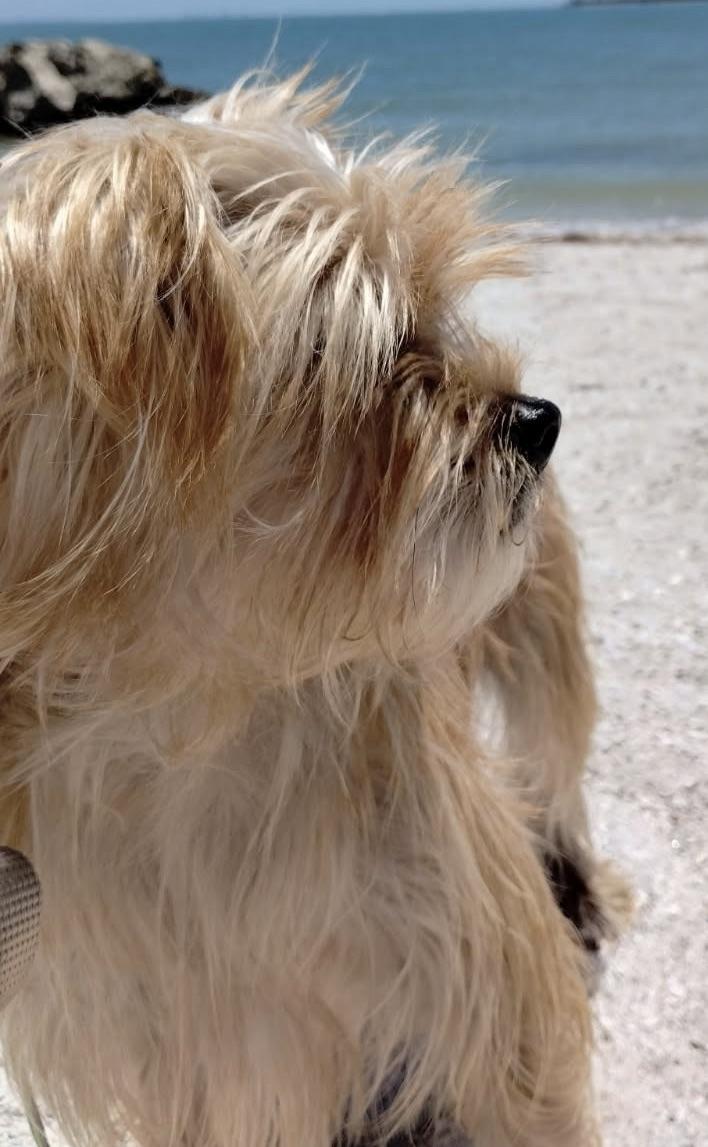 Adorable Little Guy, a ADOPTABLE mixed breed in Fort Myers Beach, FL image 3/6