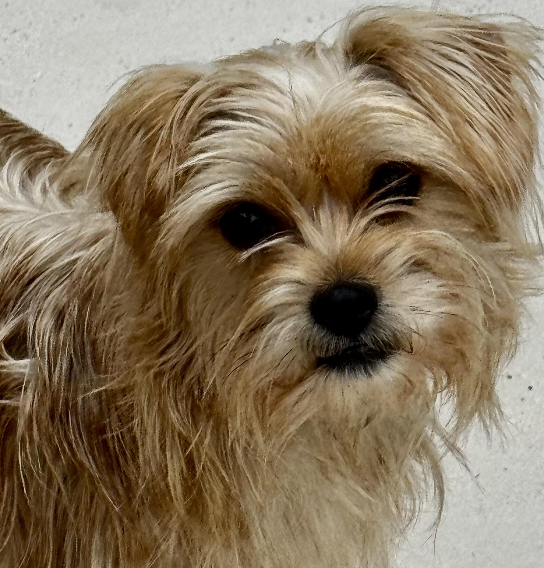 Enlarge LOOK AT ME! I AM ADORABLE!, a ADOPTABLE Terrier in Fort Myers Beach, FL image 5/5
