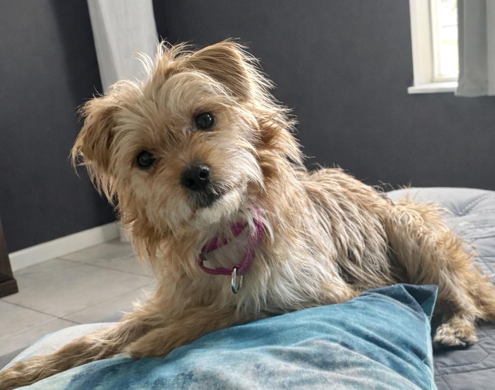 I am a Petite Lill Dude!!!, ADOPTABLE, Young Male Terrier.