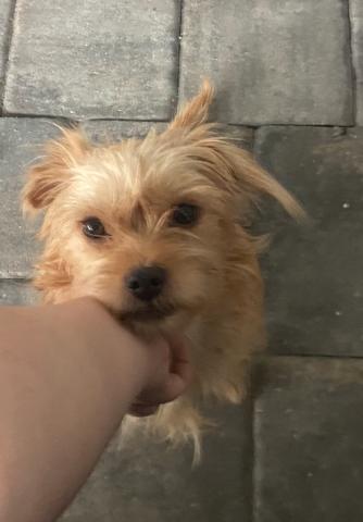 Enlarge LOOK AT ME! I AM ADORABLE!, a ADOPTABLE Terrier in Fort Myers Beach, FL image 4/4