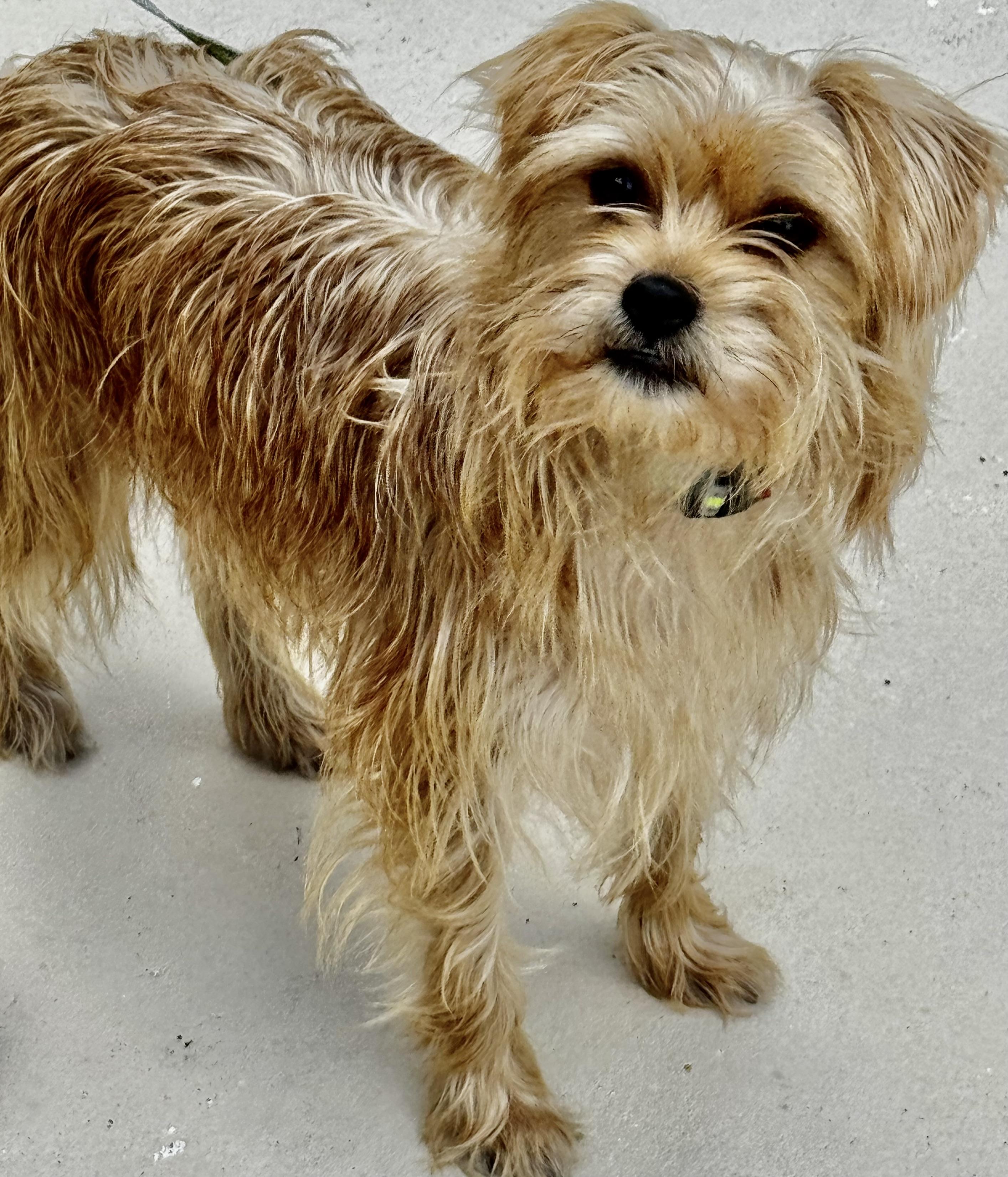 Enlarge LOOK AT ME! I AM ADORABLE!, a ADOPTABLE Terrier in Fort Myers Beach, FL image 4/5
