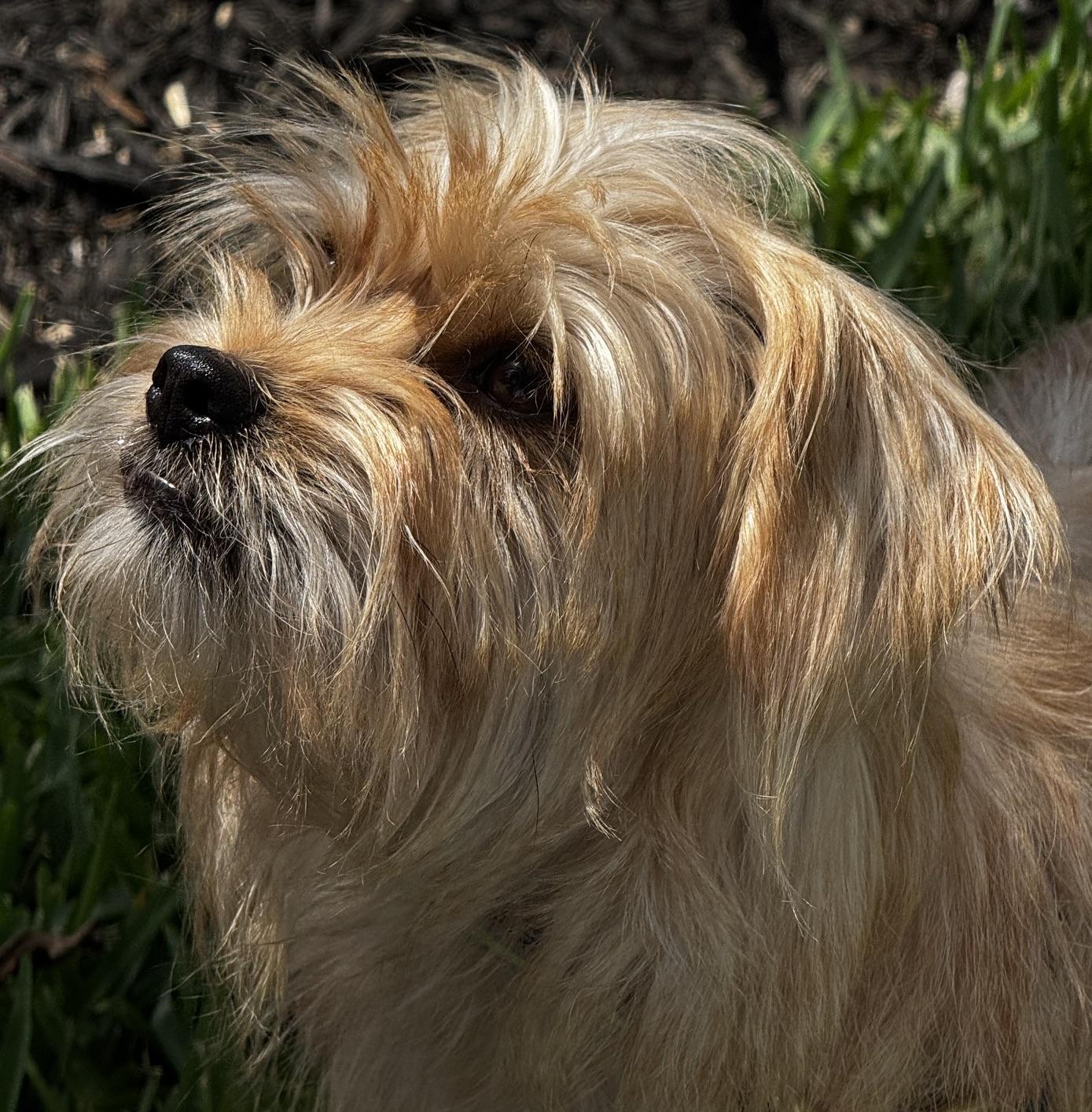 Adorable Little Guy, a ADOPTABLE mixed breed in Fort Myers Beach, FL image 2/6