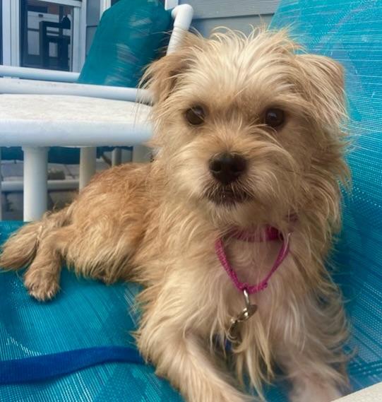 Enlarge LOOK AT ME! I AM ADORABLE!, a ADOPTABLE Terrier in Fort Myers Beach, FL image 3/4