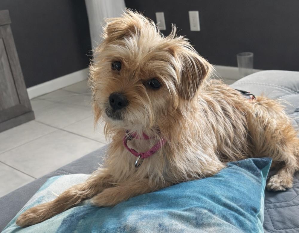 I am a Petite Lill Dude!!!, a ADOPTABLE Terrier in Fort Myers Beach, FL image 3/6