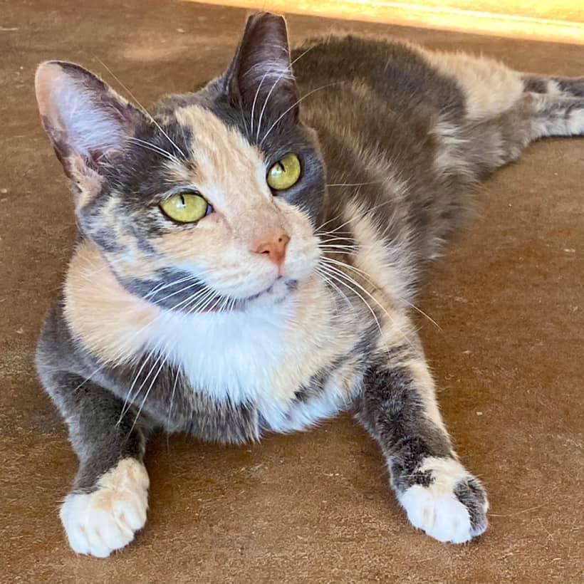 Enlarge Ginger, a Adoptable Domestic Short Hair in Tucson, AZ image 1/6