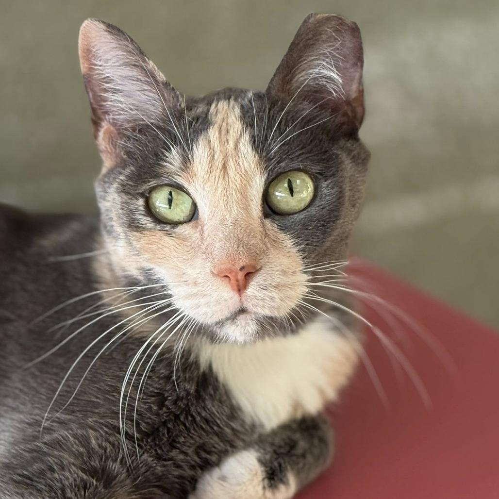 Enlarge Ginger, a Adoptable Domestic Short Hair in Tucson, AZ image 3/6