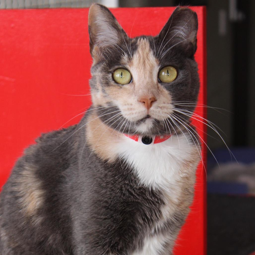 Enlarge Ginger, a Adoptable Domestic Short Hair in Tucson, AZ image 4/6