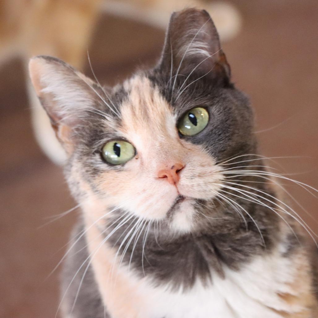 Enlarge Ginger, a Adoptable Domestic Short Hair in Tucson, AZ image 5/6