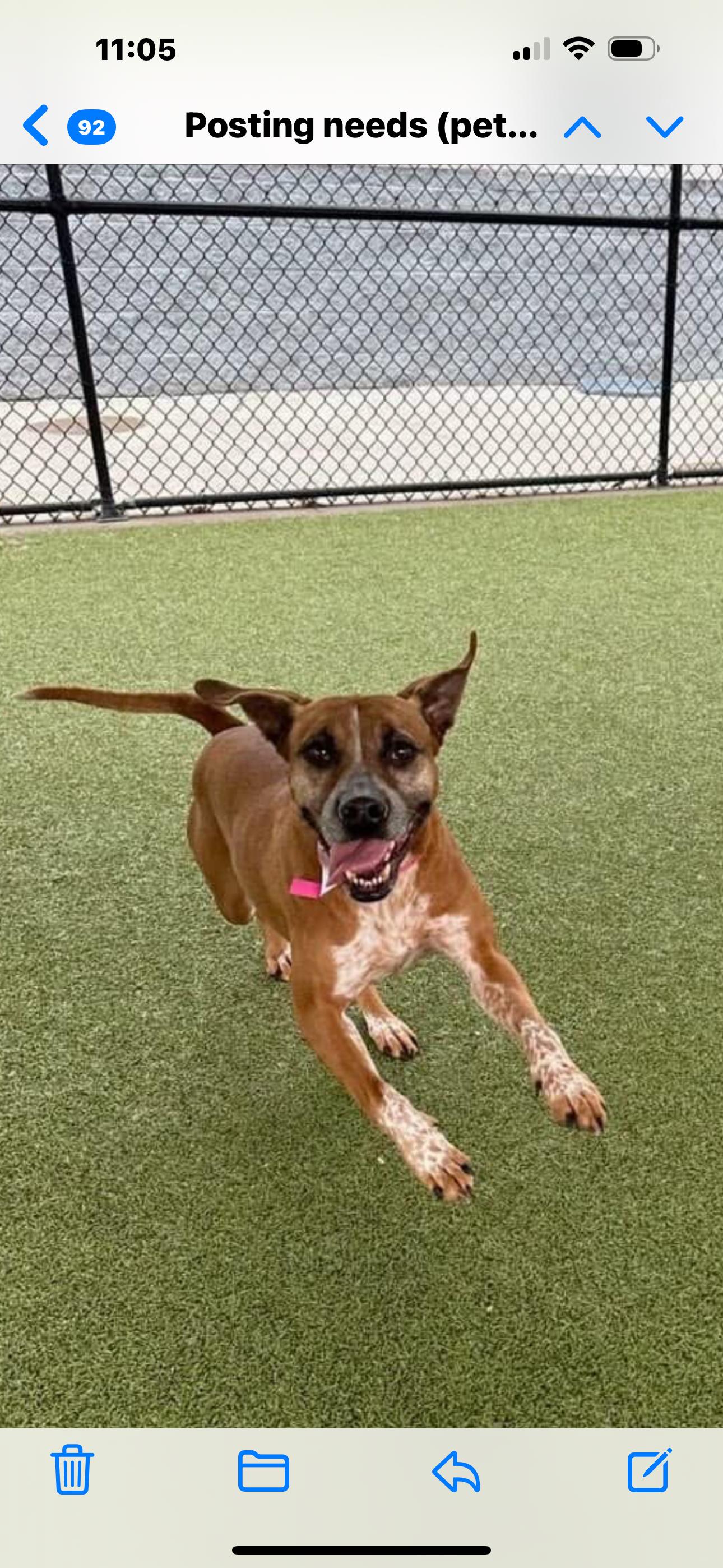 Enlarge Pita, a Adoptable mixed breed in Dallas, TX image 1/2