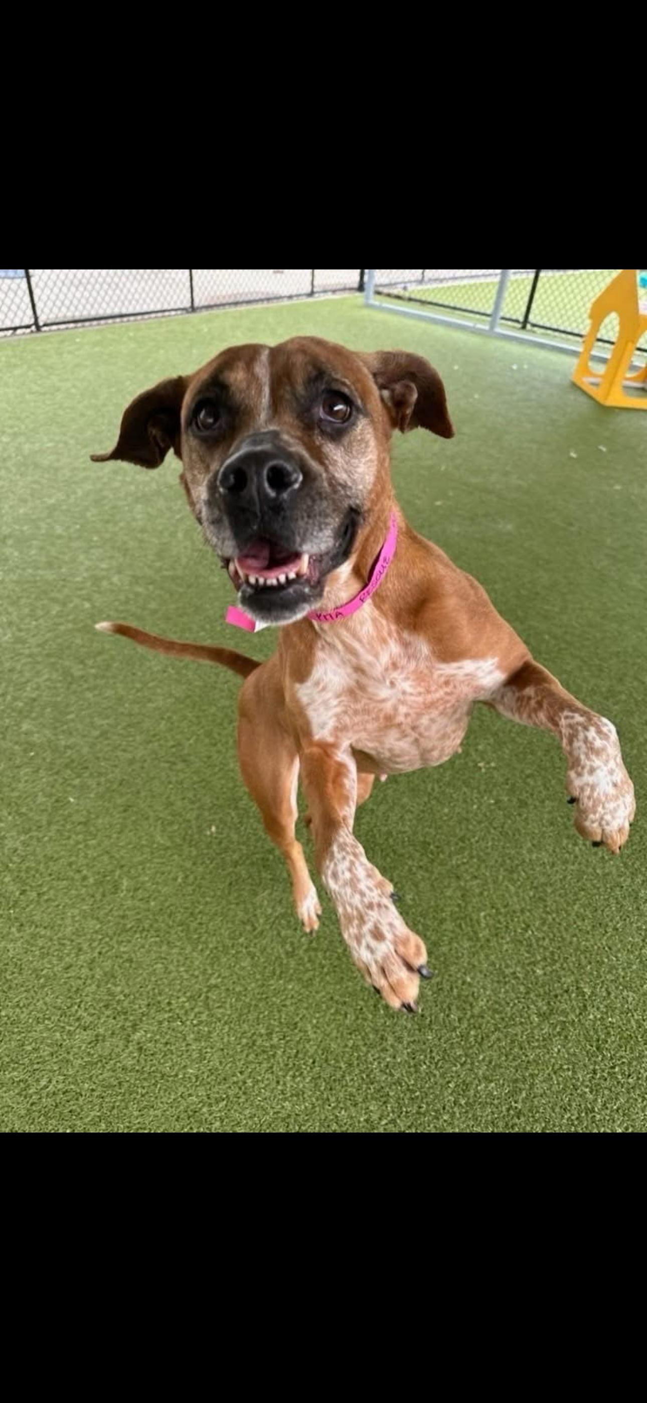 Enlarge Pita, a Adoptable mixed breed in Dallas, TX image 2/2