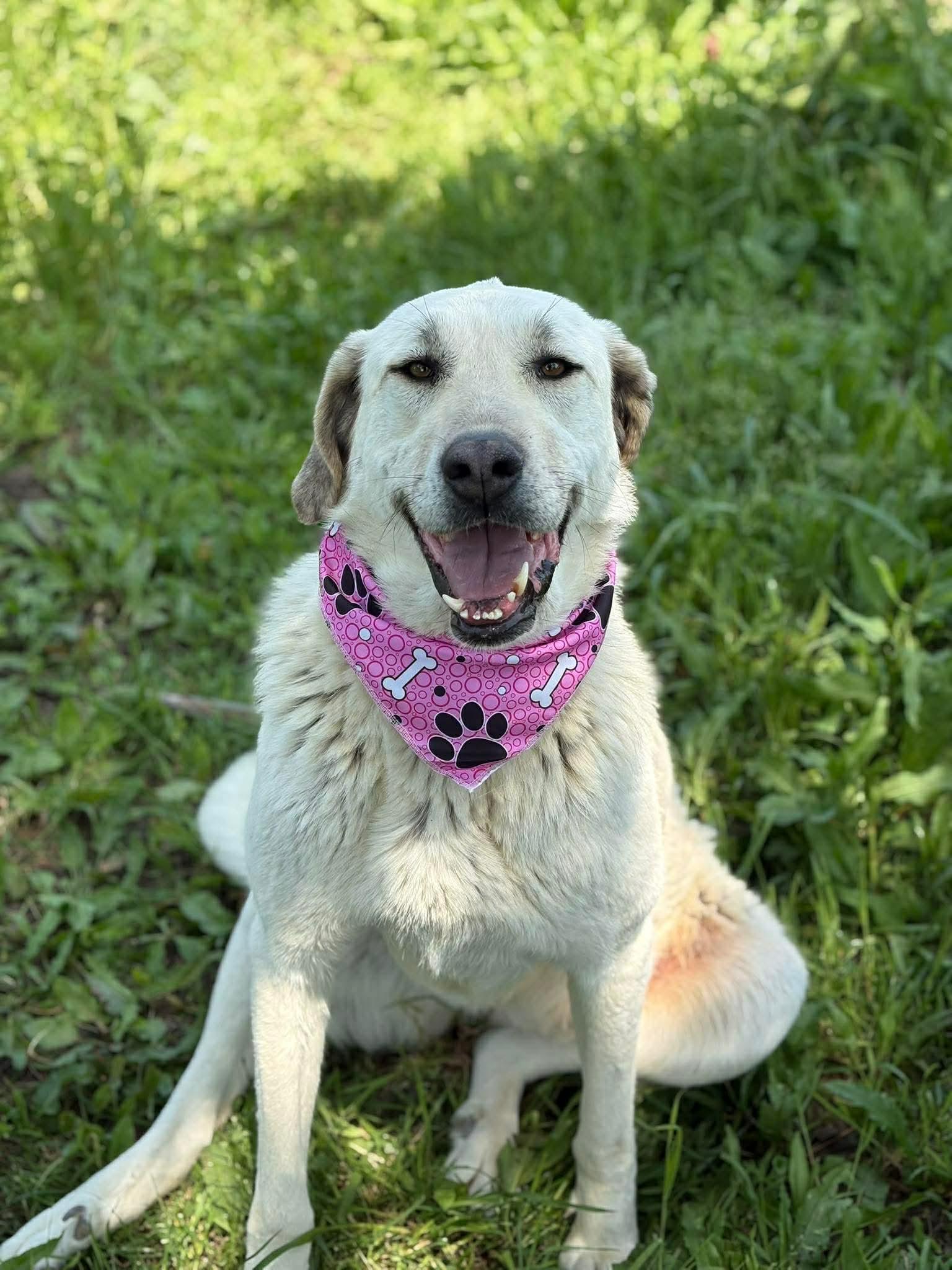 Sena, a ADOPTABLE Anatolian Shepherd in Leesburg, VA image 4/4