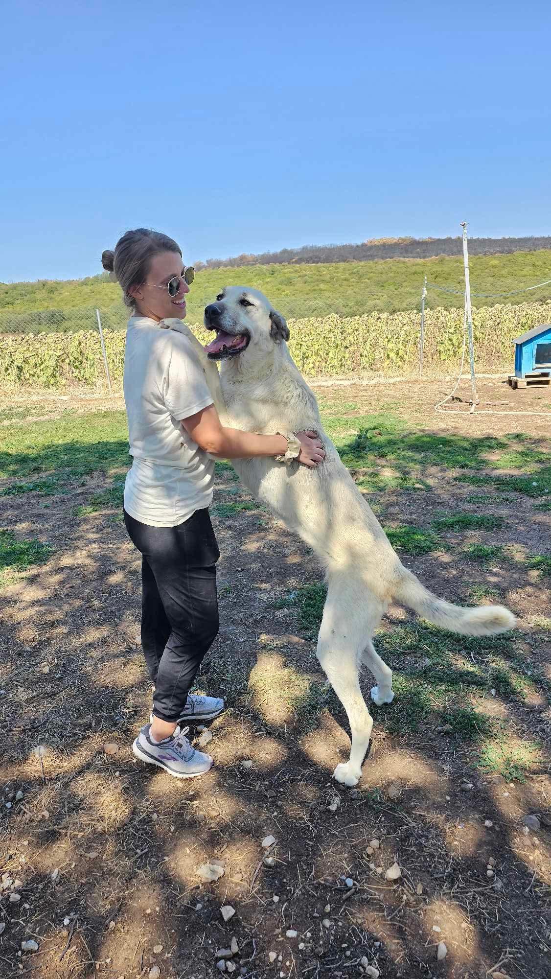 Sena, a ADOPTABLE Anatolian Shepherd in Leesburg, VA image 2/4