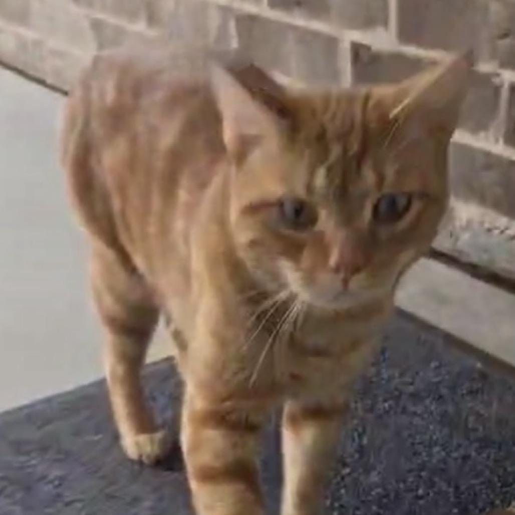 Oliver, Adoptable, Adult Male Domestic Short Hair.