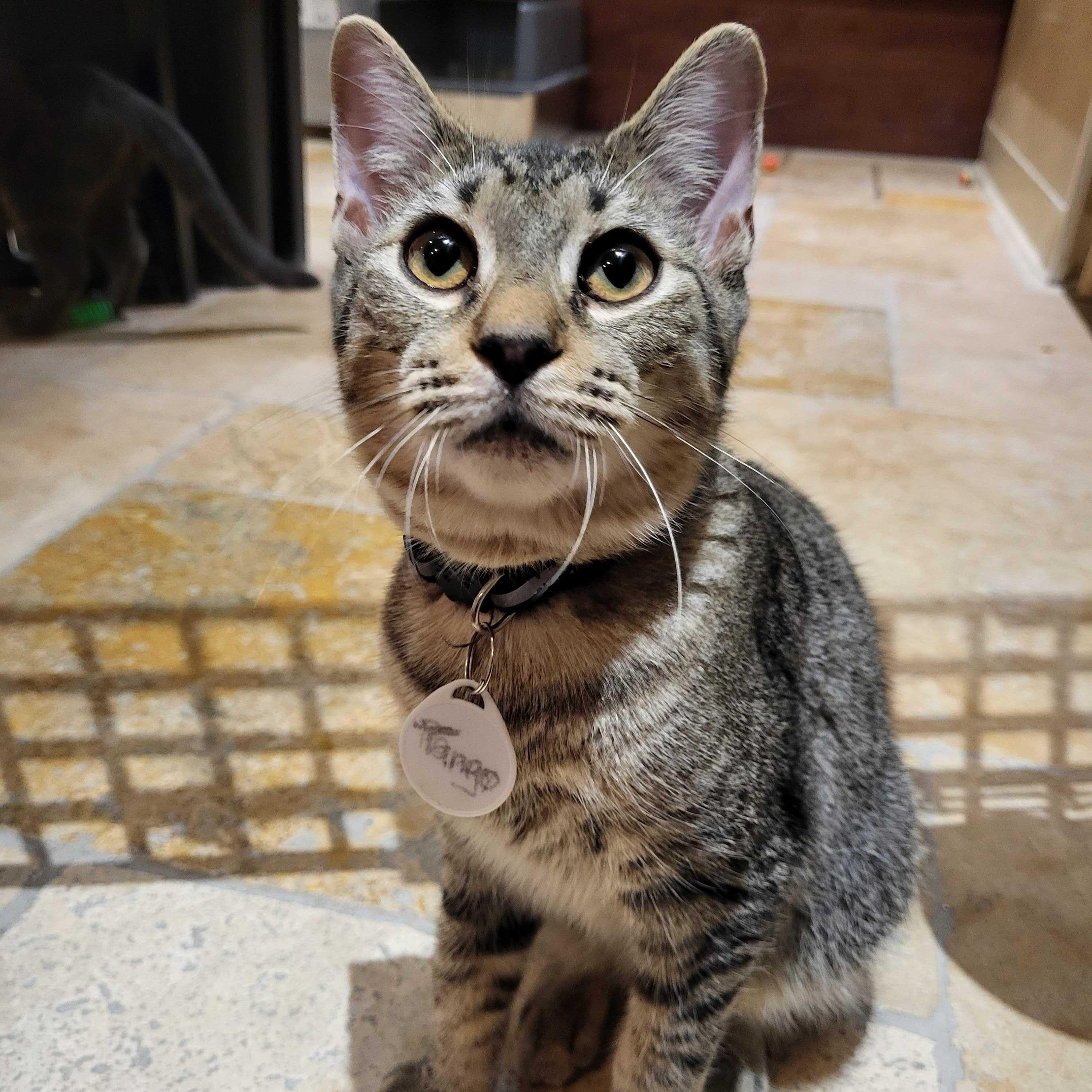 Tango ( bonded to Tigre), Adoptable, Kitten Male Tabby.